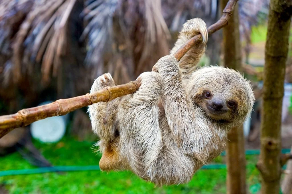 costarica sloth mammal conservation 02 1024x682